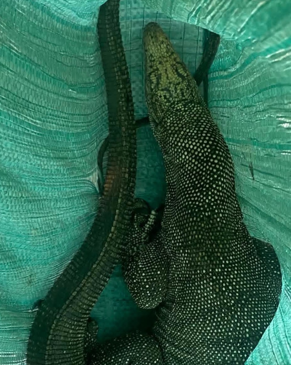 Tiếp nhận động vật rừng quý hiếm do người dân phường Kim Trà giao nộp