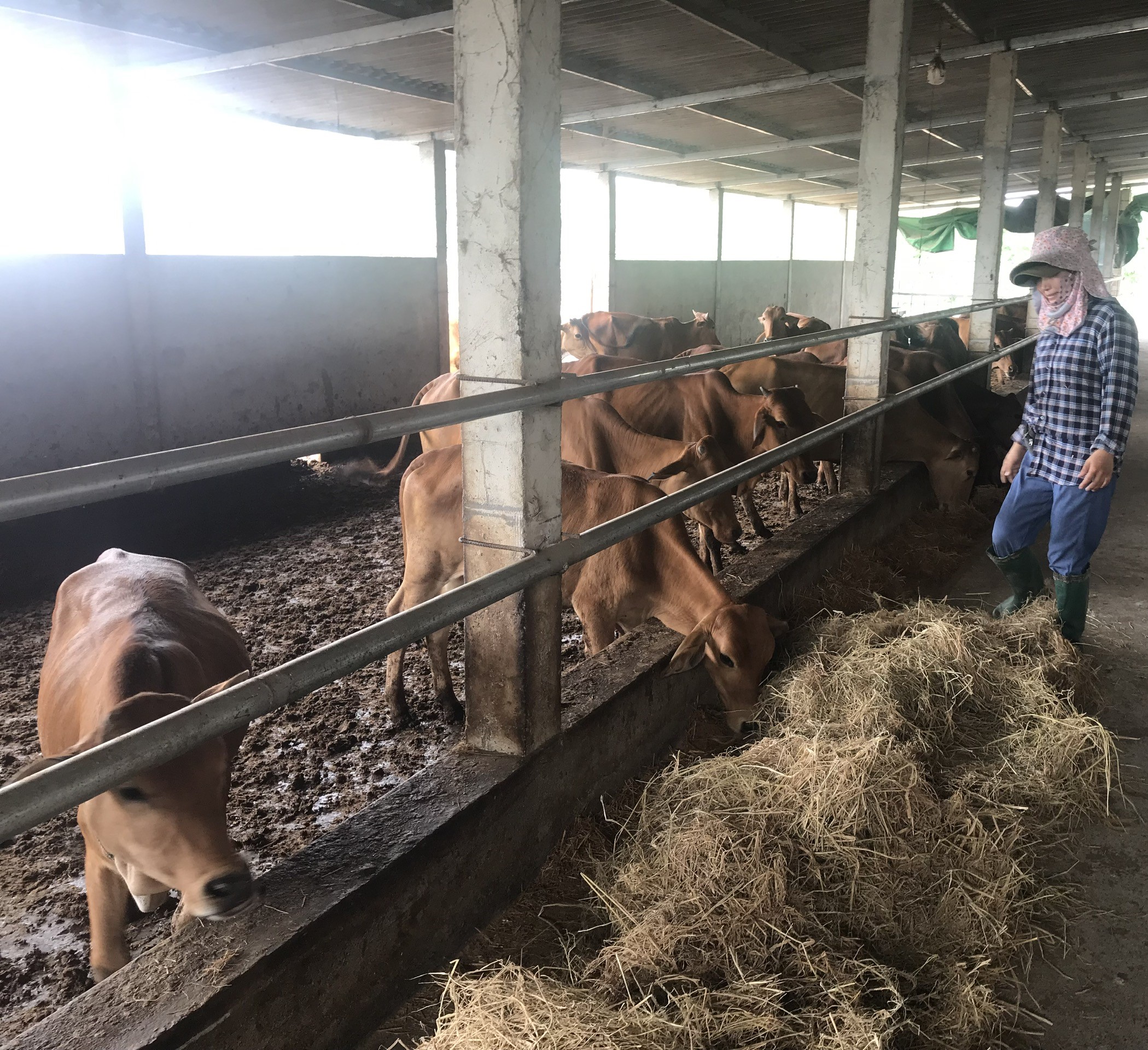 Tạo nền tảng mở rộng liên kết sản xuất nông nghiệp hữu cơ