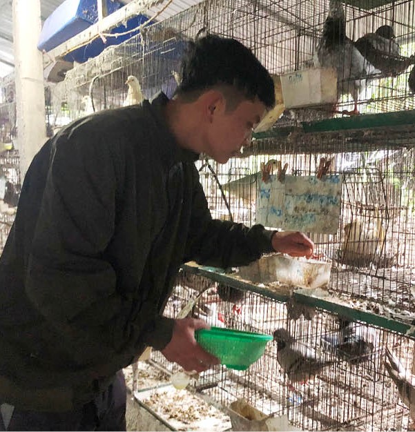 Làm giàu từ mô hình nuôi chim bồ câu