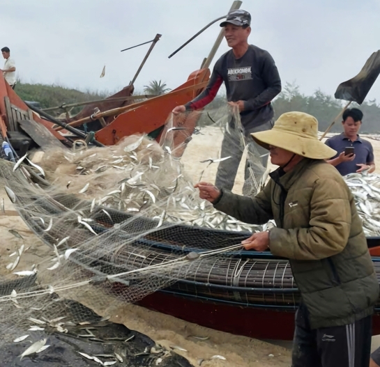 Ngư dân các phường Phong Phú, Phong Quảng trúng đậm cá trích đầu mùa