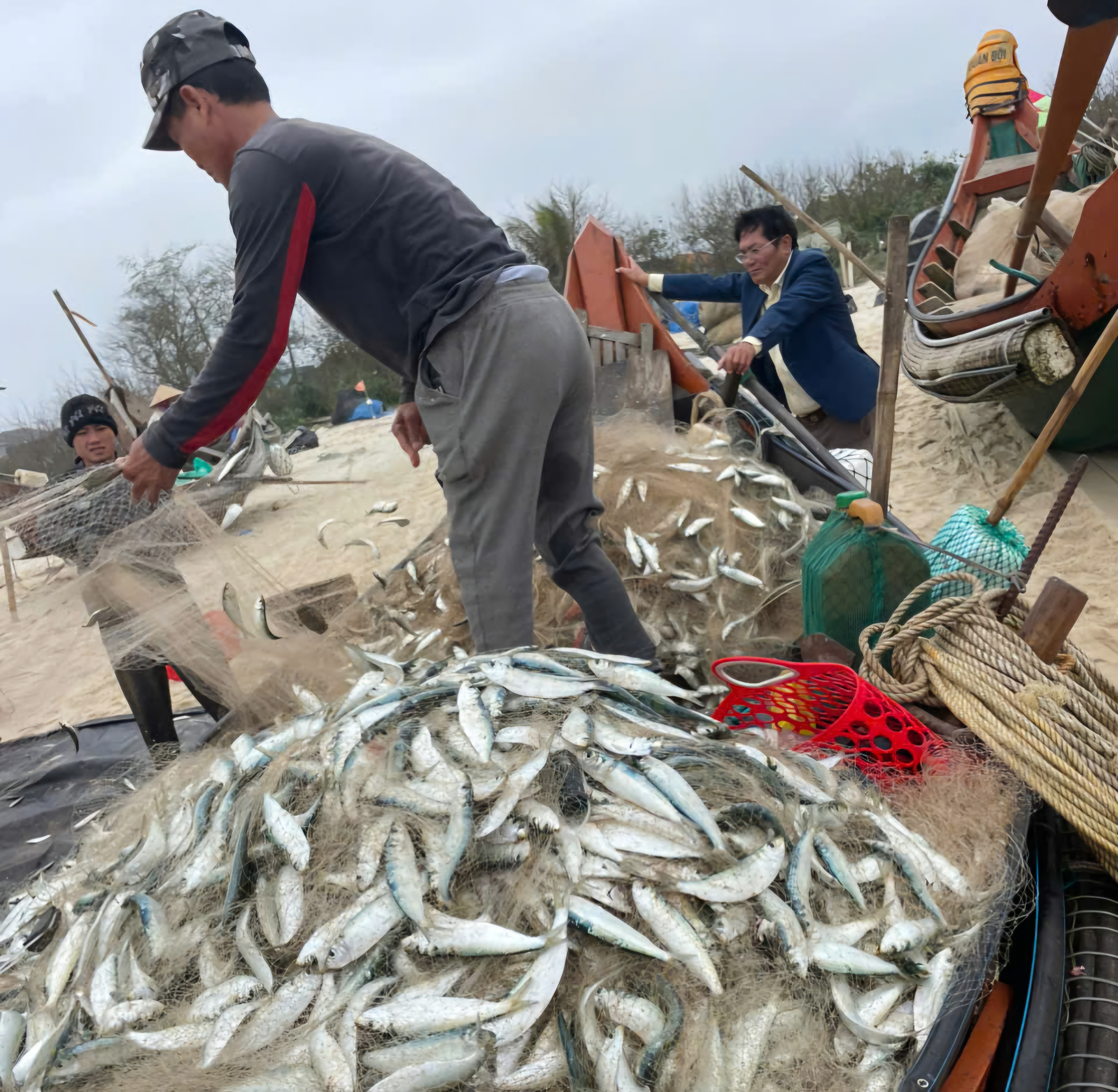 Ngư dân các phường Phong Phú, Phong Quảng trúng đậm cá trích đầu mùa
