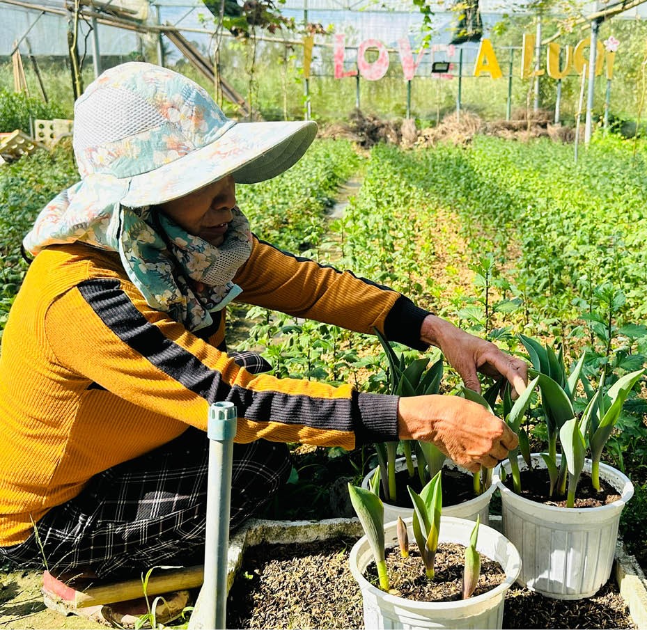 Trên những cánh đồng hoa ở vùng cao A Lưới