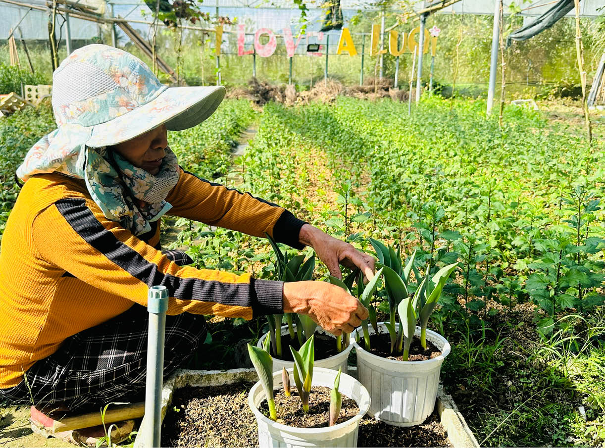 Trên những cánh đồng hoa ở vùng cao A Lưới