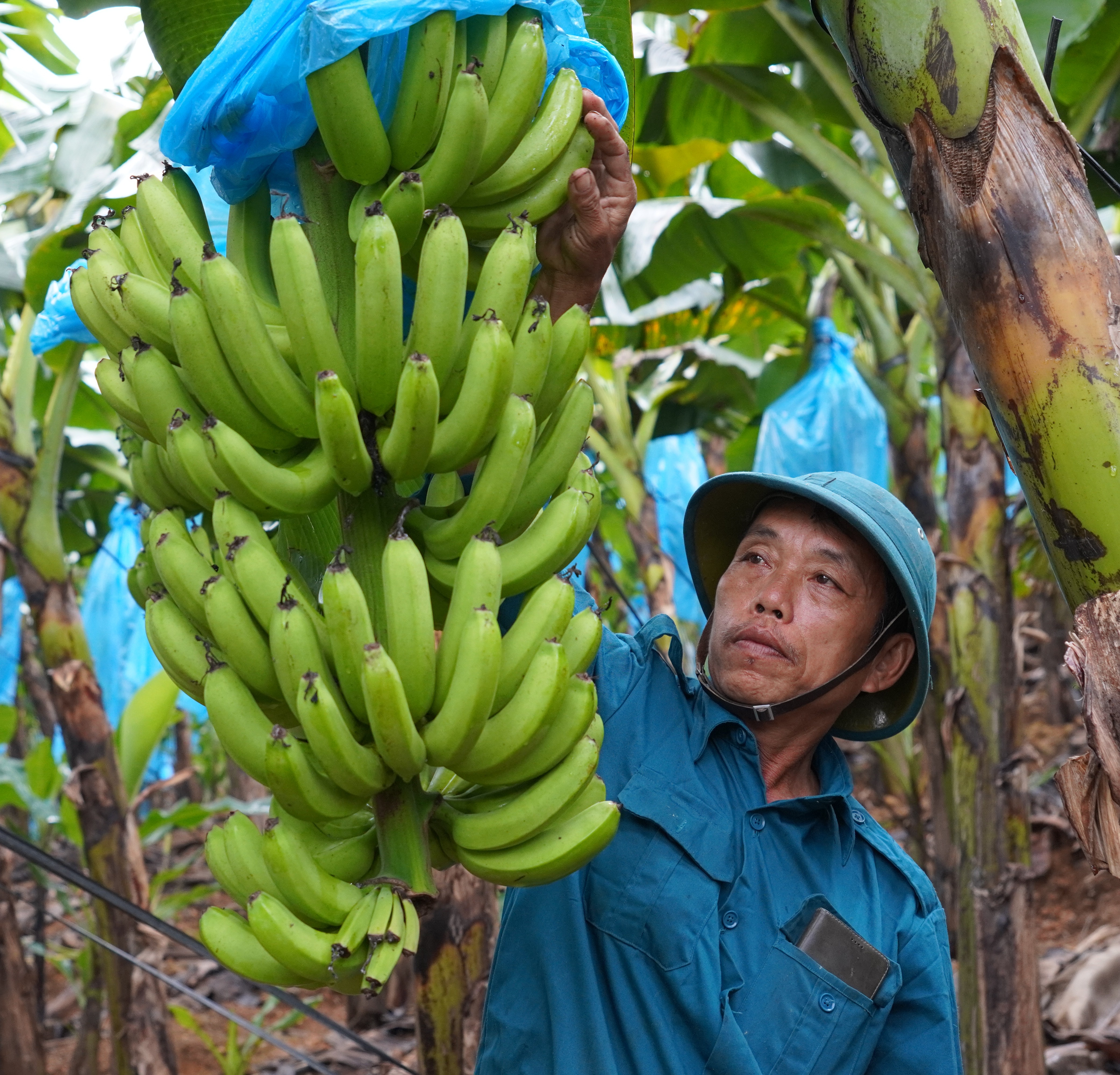 Hỗ trợ xây dựng chuỗi giá trị bền vững từ cây chuối