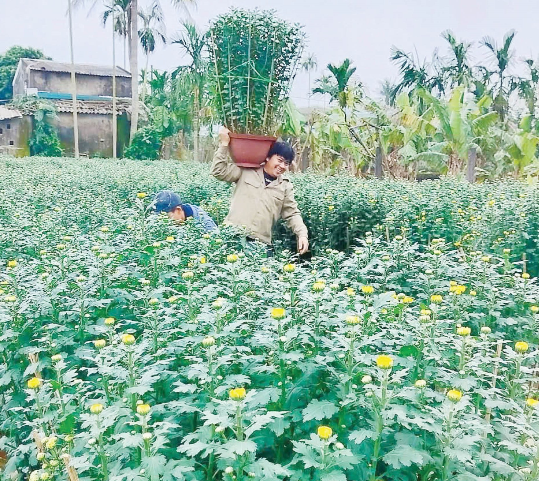 Tất bật cho vụ hoa Tết