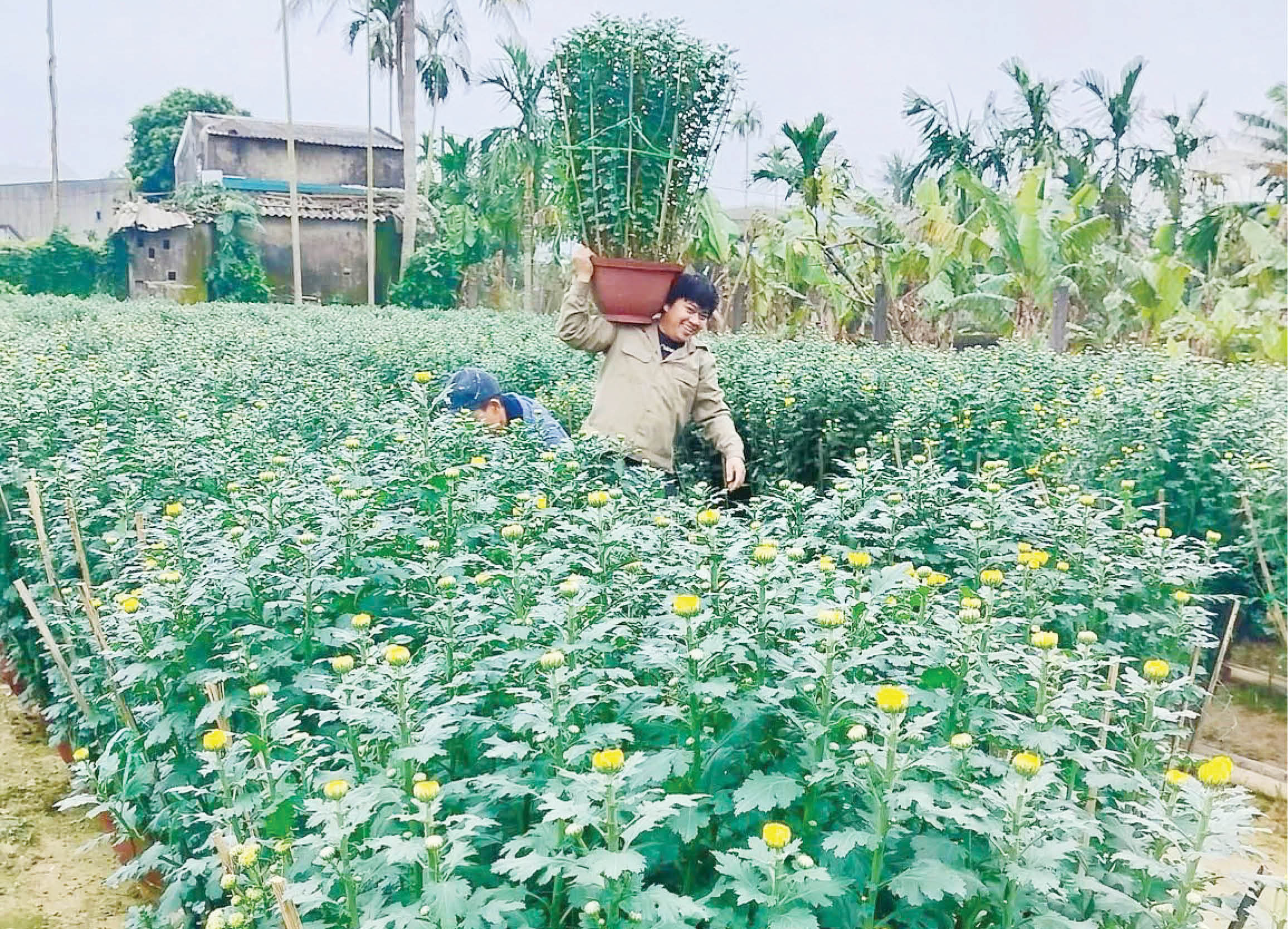 Tất bật cho vụ hoa Tết