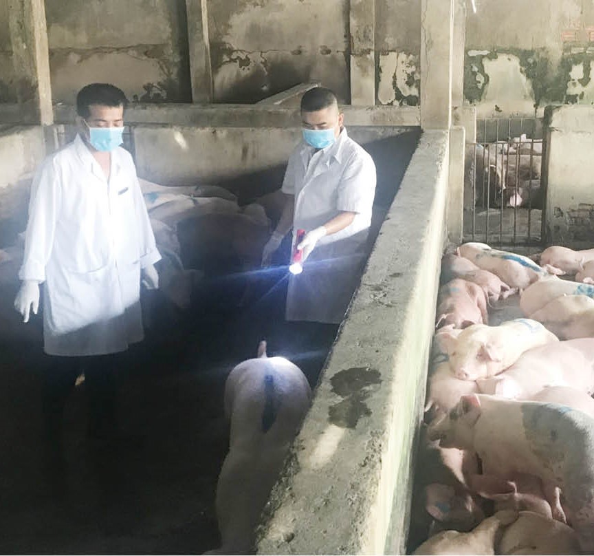 Đảm bảo nguồn cung thịt sạch cho thị trường dịp Tết