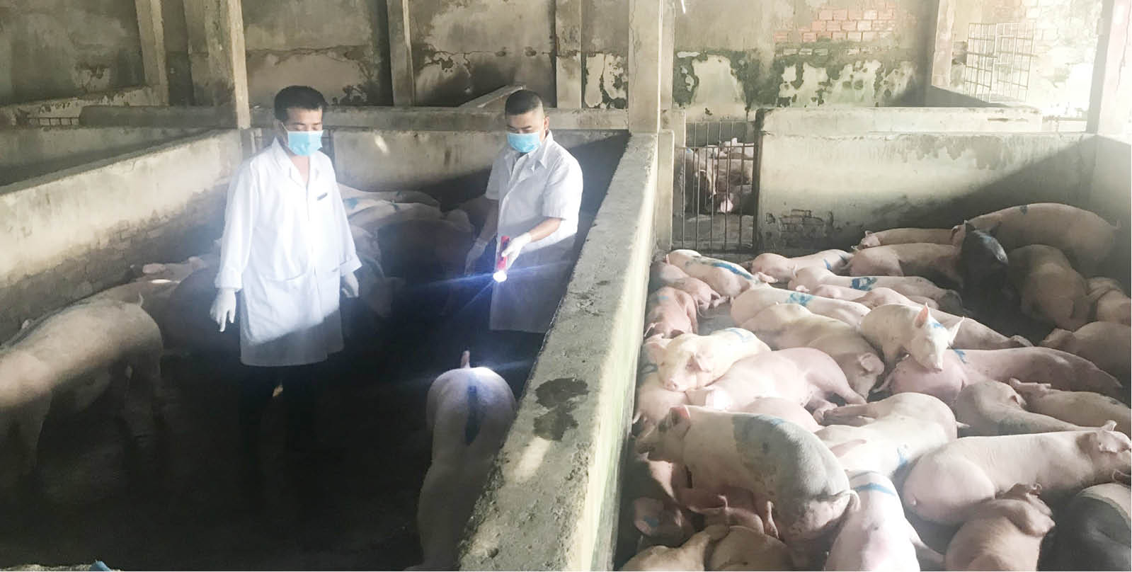 Đảm bảo nguồn cung thịt sạch cho thị trường dịp Tết