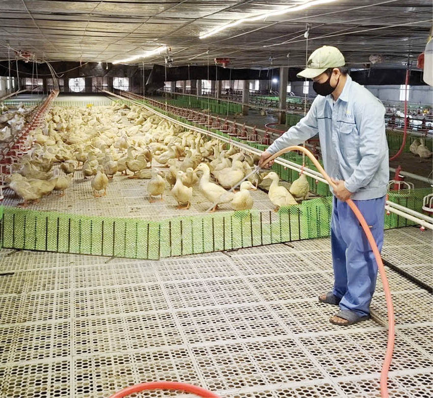 Linh hoạt trong chuyển đổi mô hình chăn nuôi