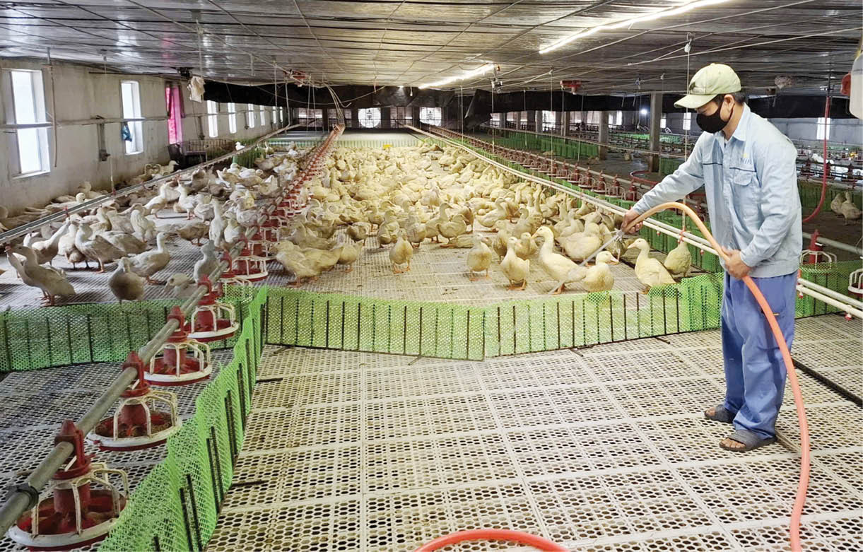 Linh hoạt trong chuyển đổi mô hình chăn nuôi