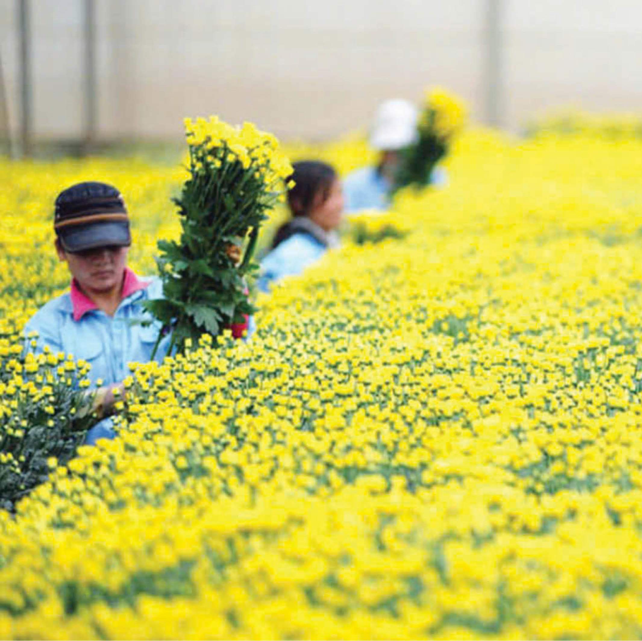 Giữ gìn nét Huế nơi xa