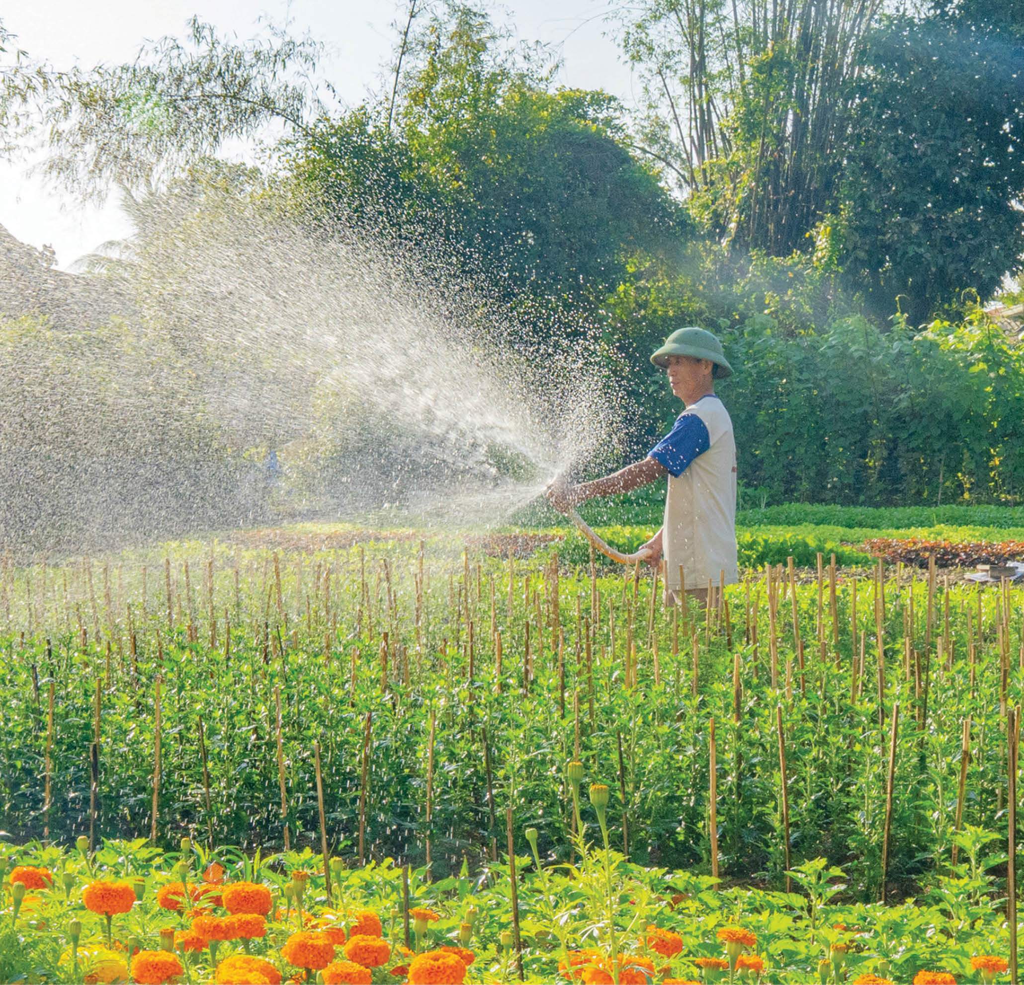 Làng hoa ngóng Tết