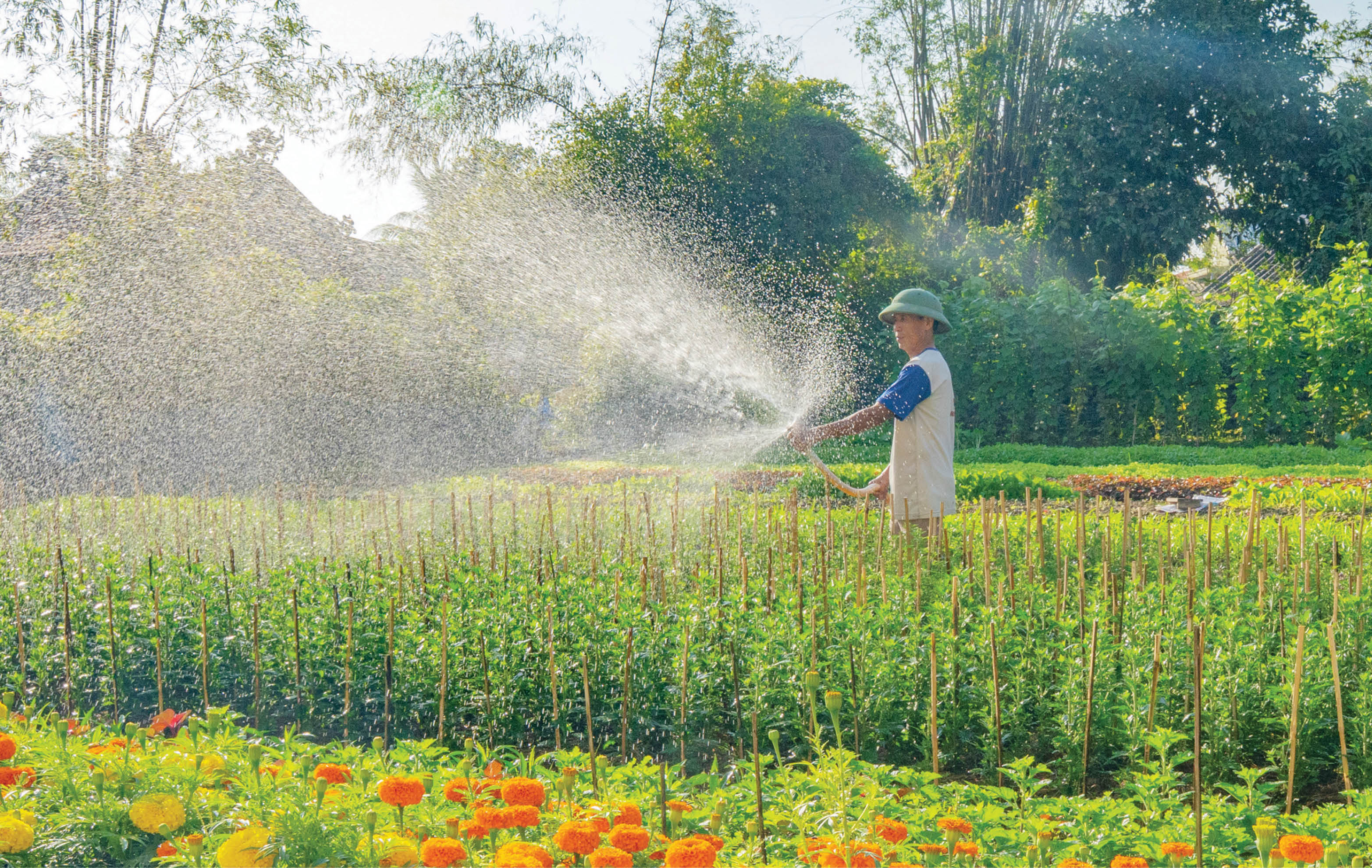Làng hoa ngóng Tết
