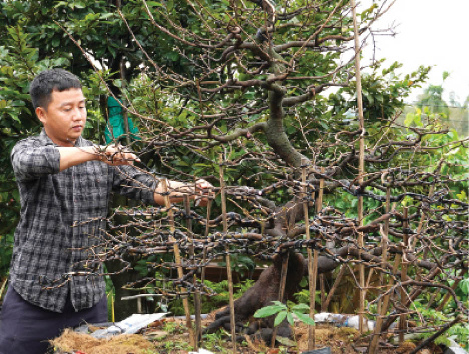 Khởi nghiệp với Hoàng mai