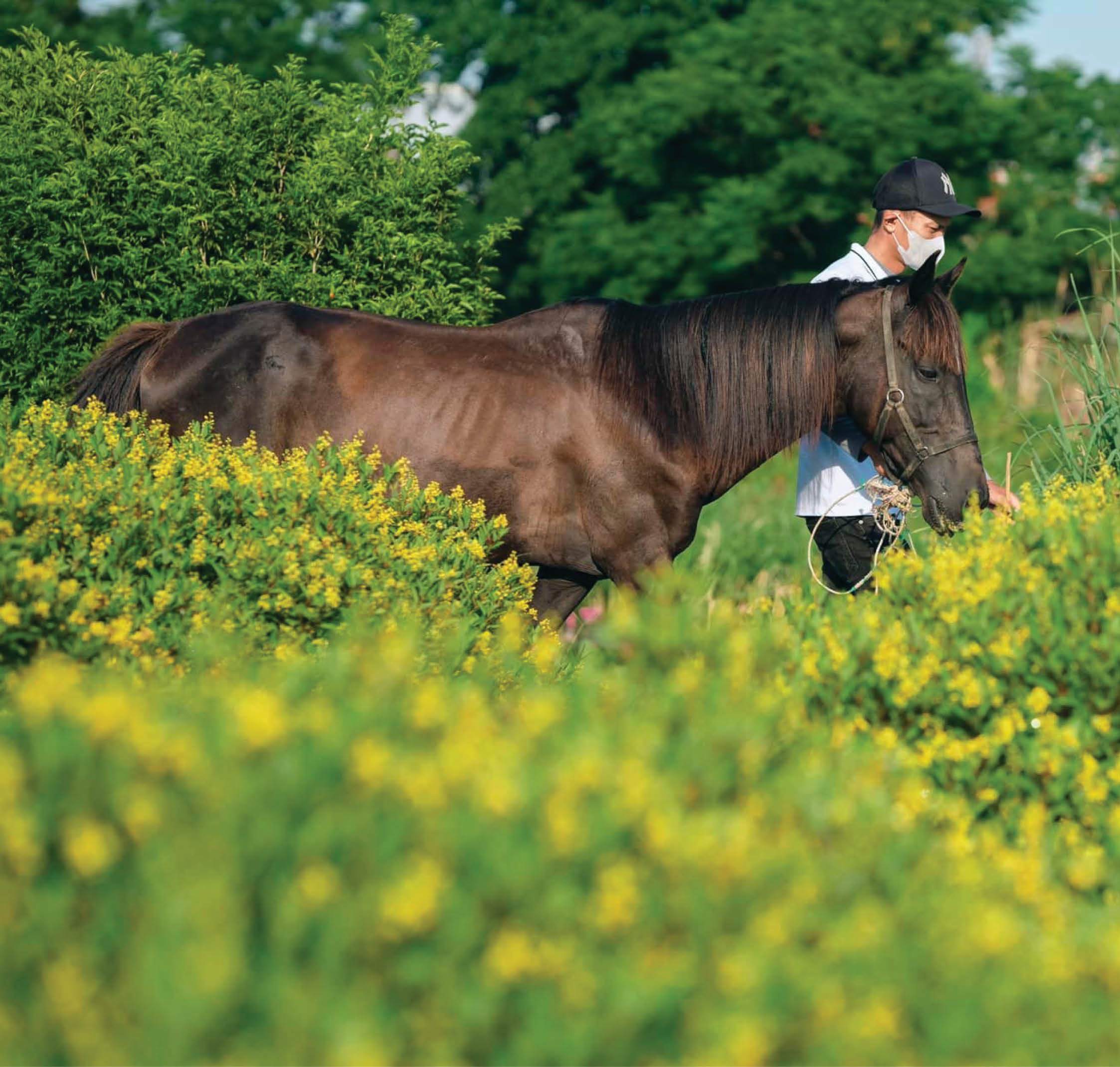 Vó ngựa mở cung đường