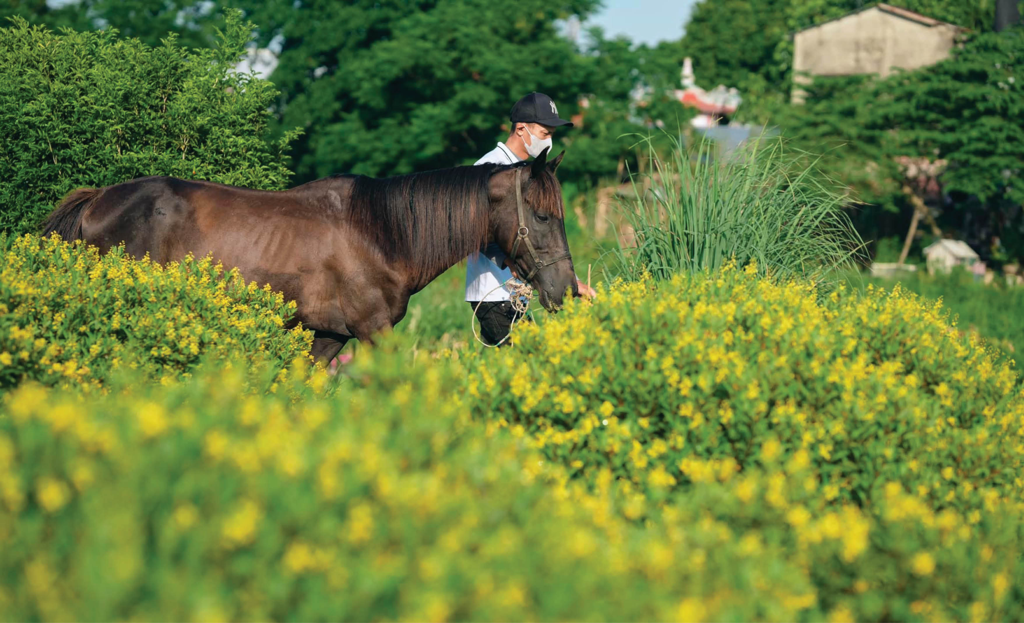 Vó ngựa mở cung đường