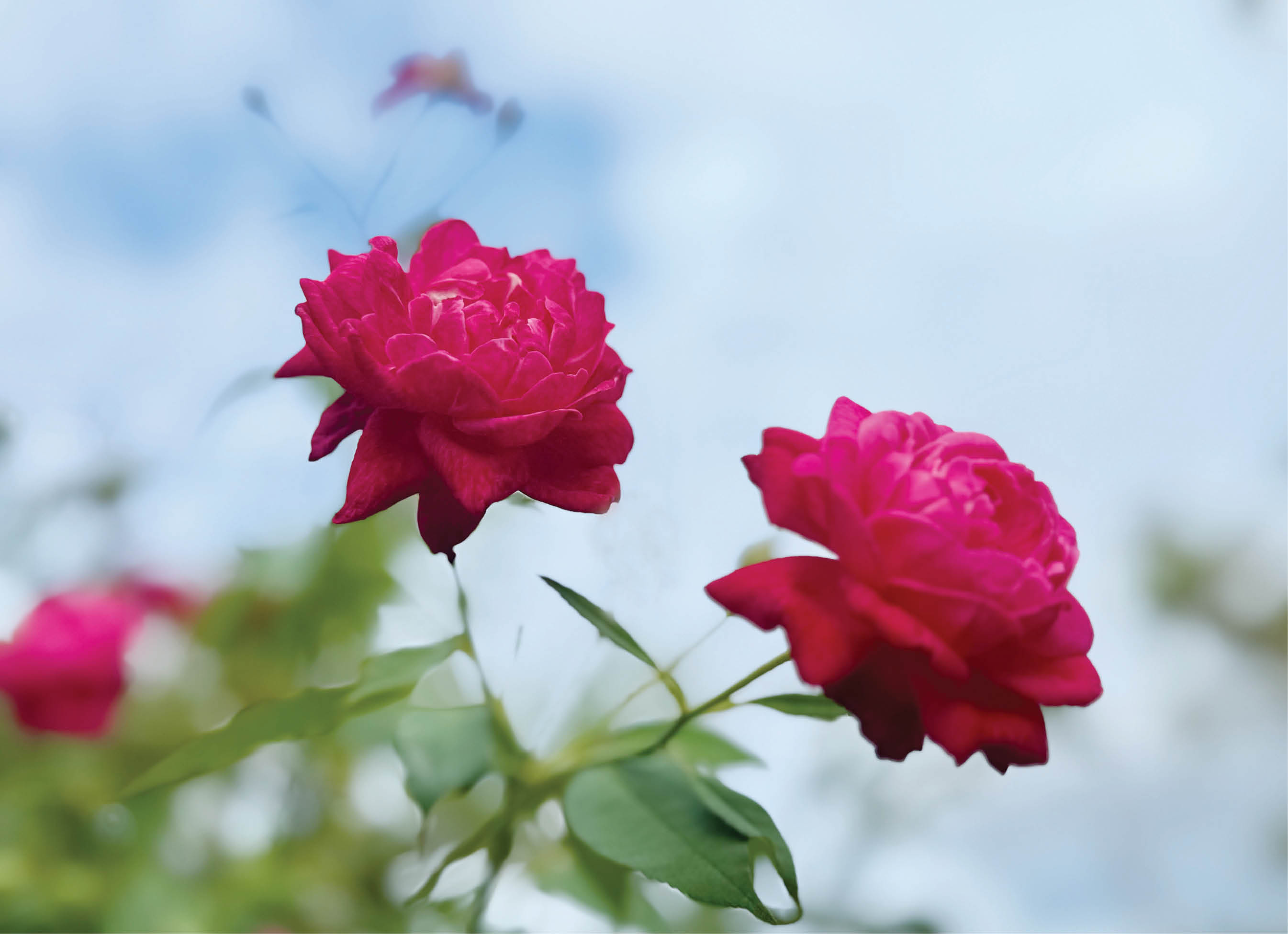 Mùa xuân mơ ước ấy