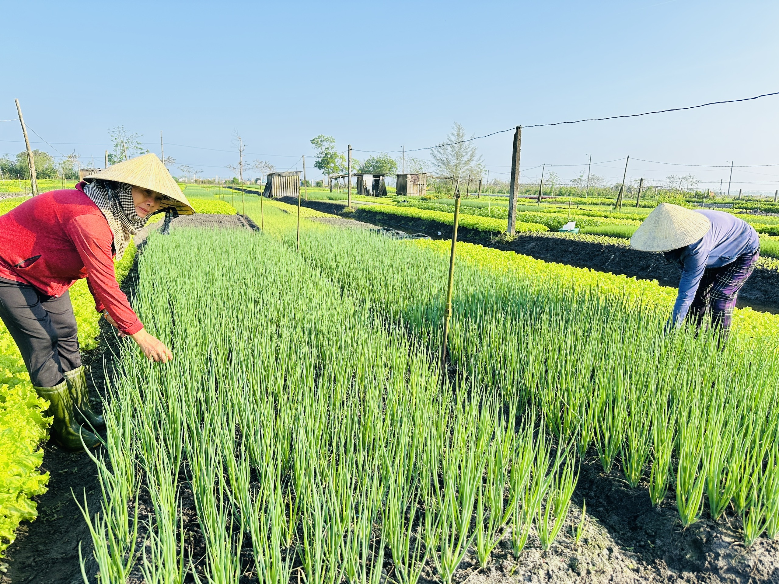 Được mùa rau Tết