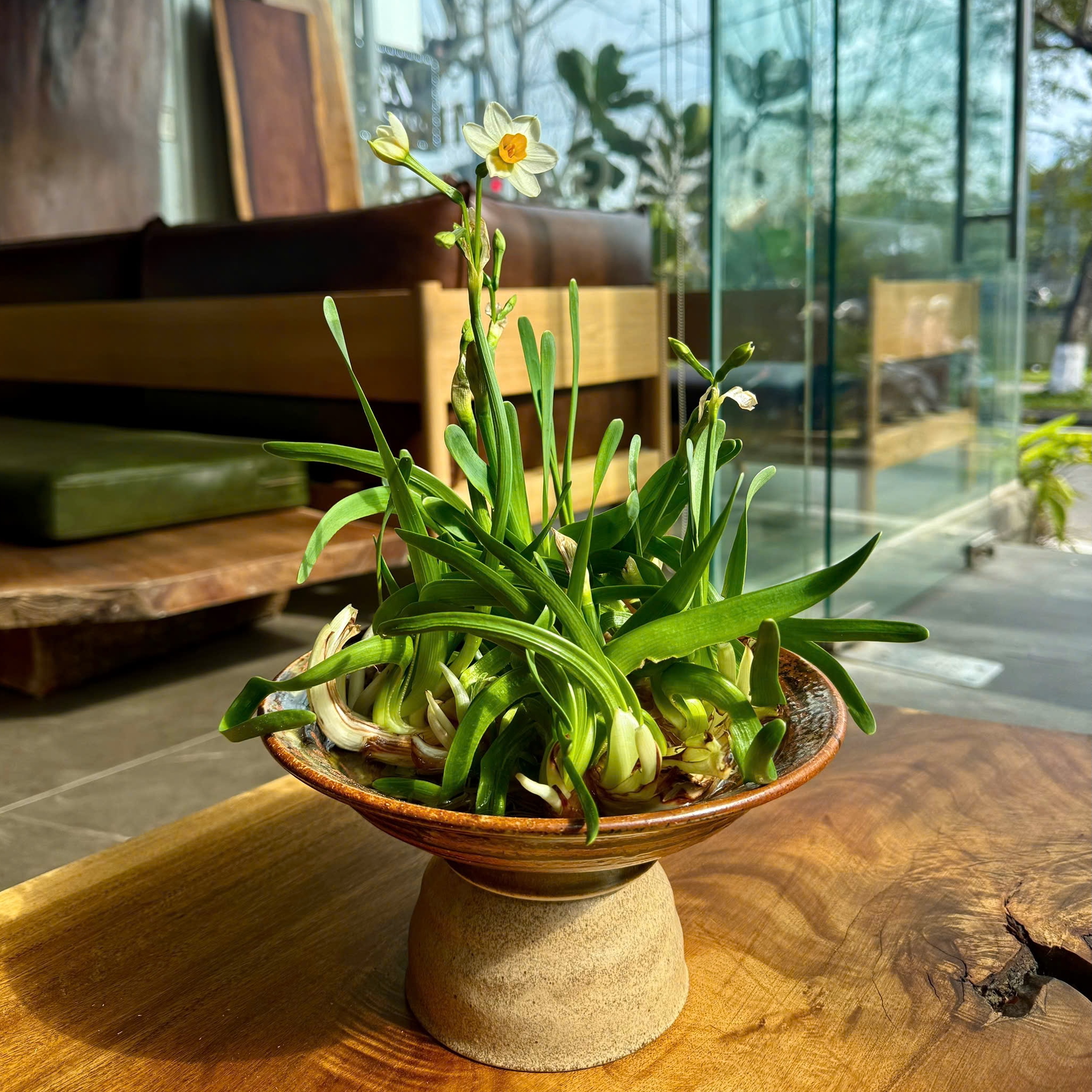 Chờ thủy tiên nở đúng giao thừa