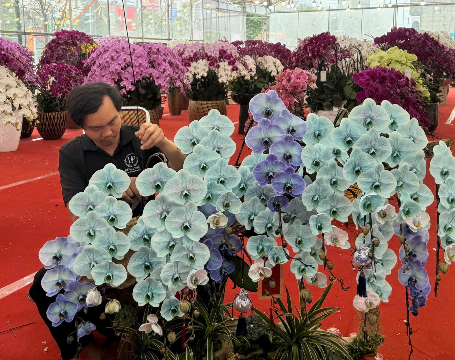 Thợ cắm hoa lan tất bật vụ Tết