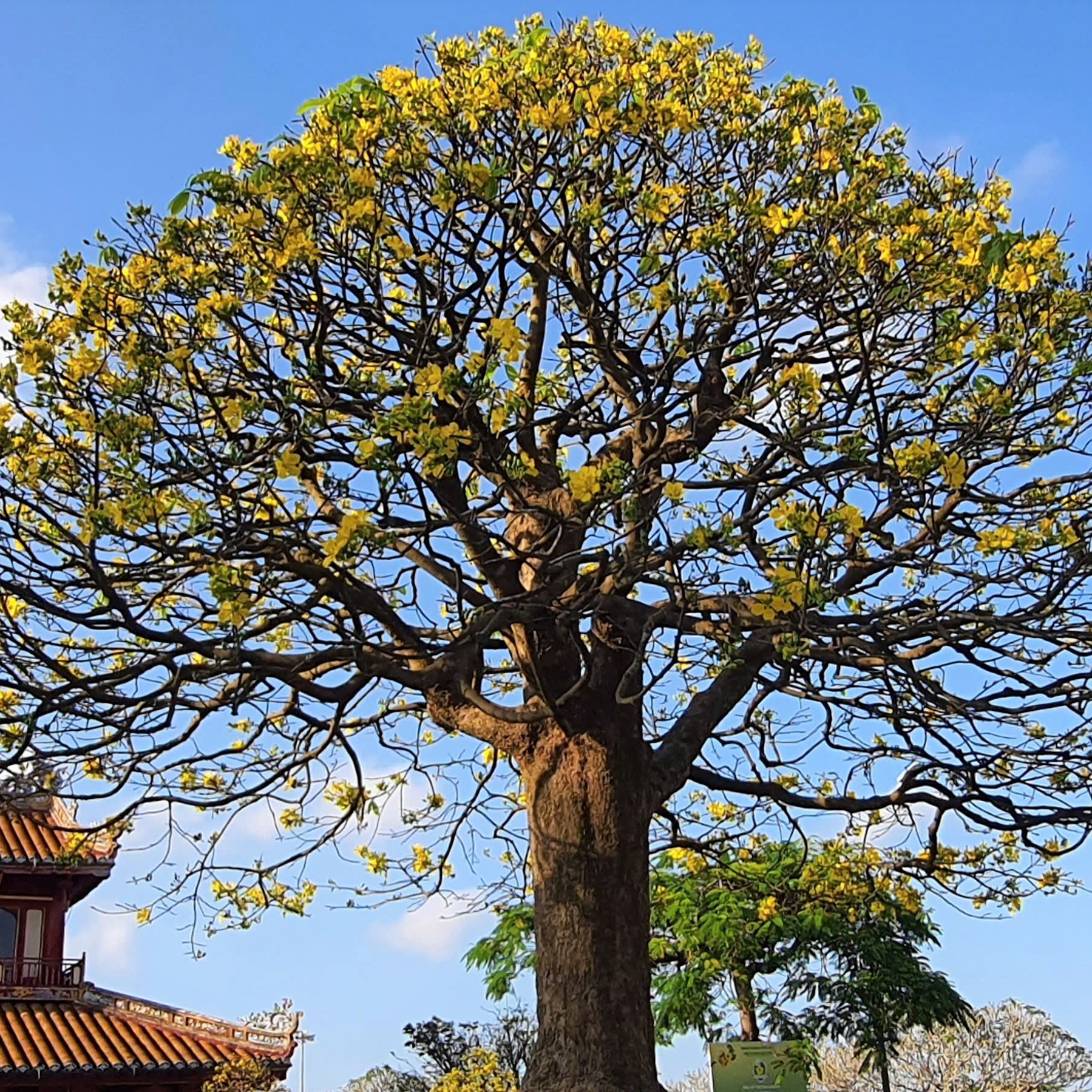 Loài hoa vàng sinh ra văn hóa Hoàng mai