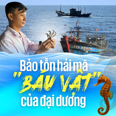 Bảo tồn hải mã - báu vật của đại dương
