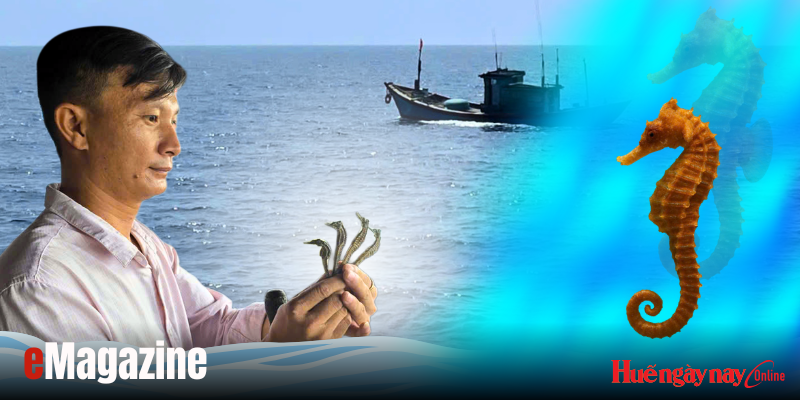 Bảo tồn hải mã - báu vật của đại dương