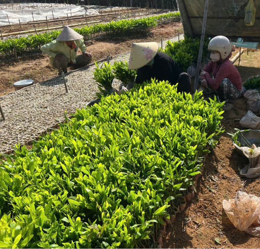 Xuân mới trên đất Bình Điền