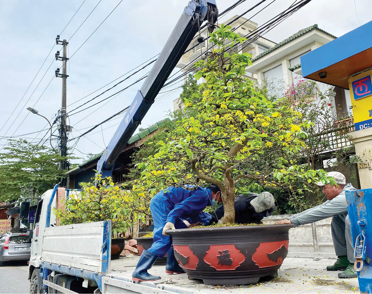 Dịch vụ chăm mai sau Tết đắt khách