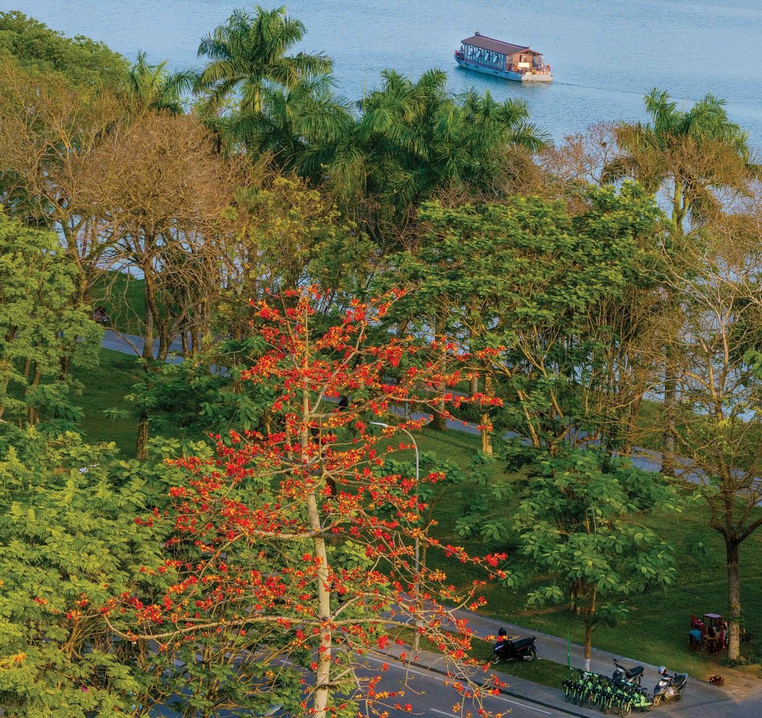 Đỏ trời hoa gạo