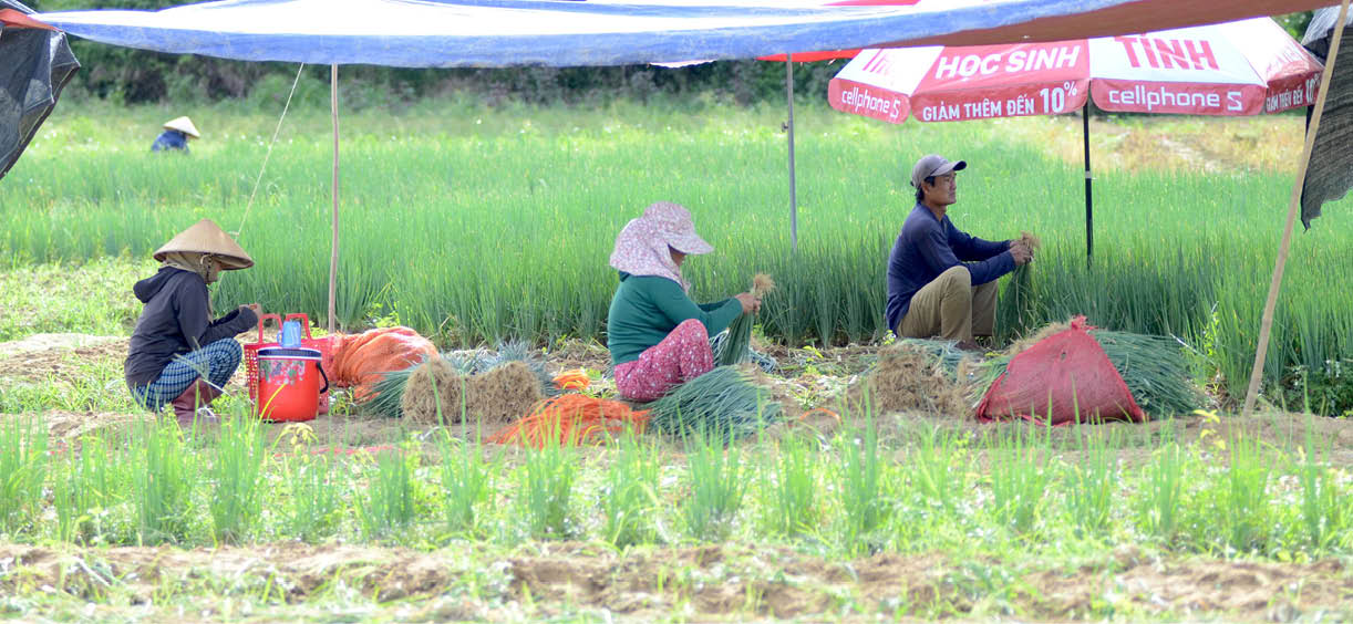 Hương An Phát triển “vựa rau” của Huế gắn với cảnh quan, du lịch
