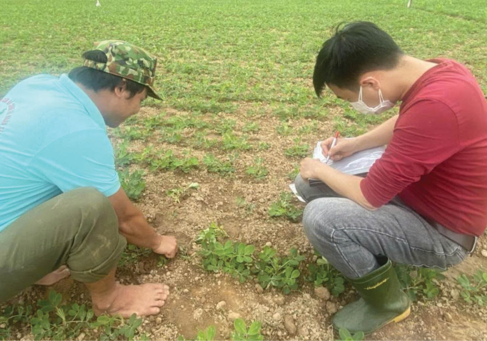 Chế phẩm vi sinh mở hướng phòng bệnh bền vững cho cây lạc