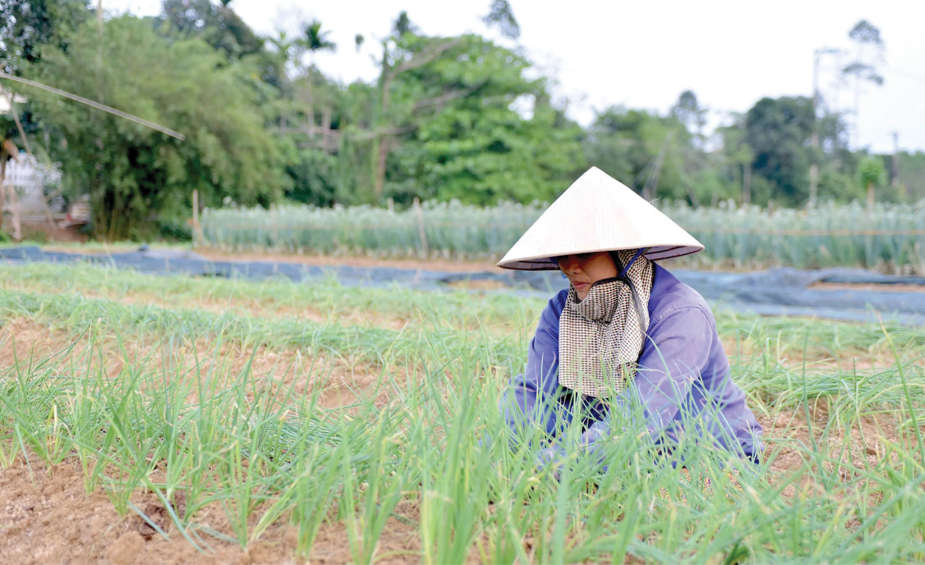 Thơm hương hành Hương An