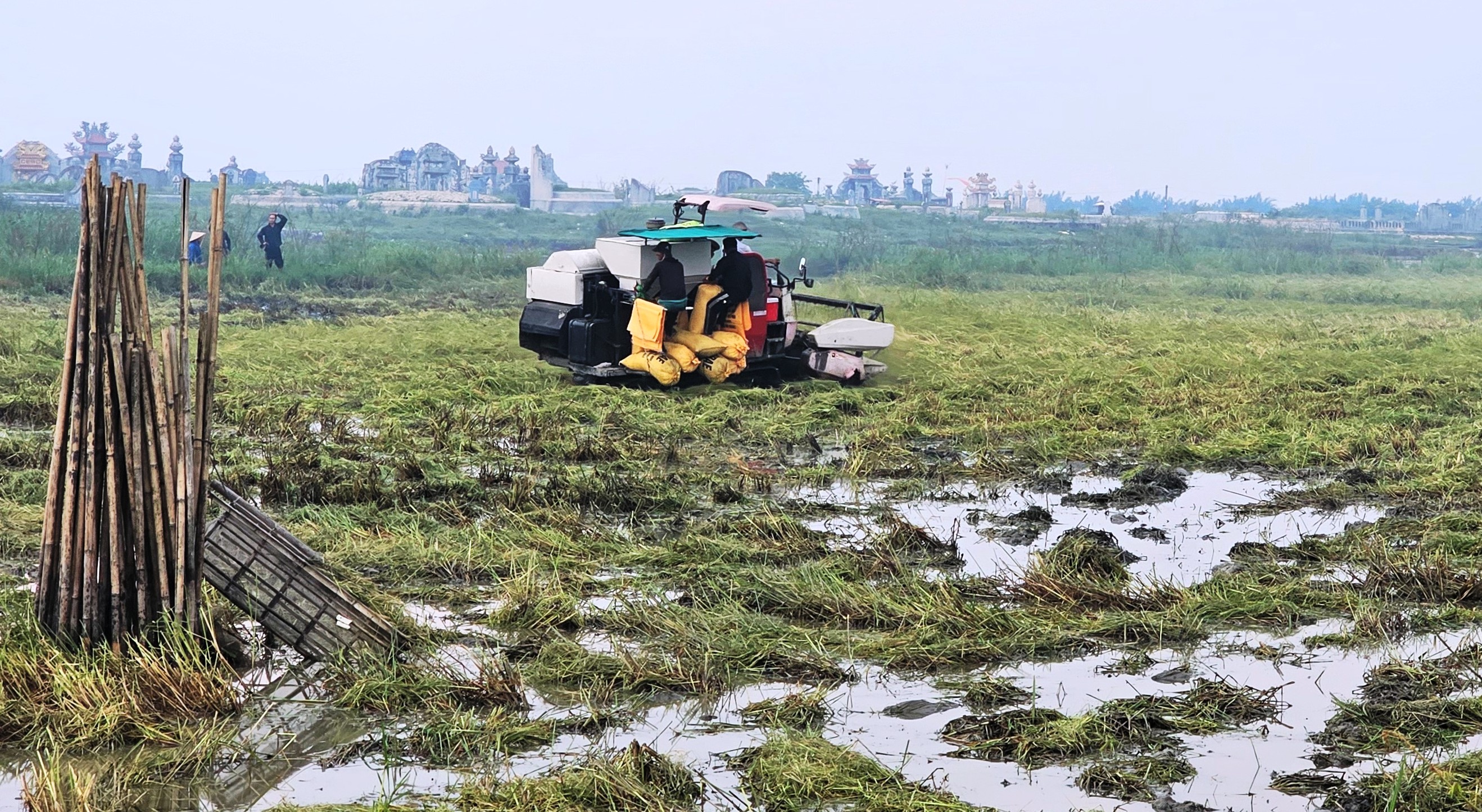 Điều hành sản xuất và tiêu thụ lúa gạo trong tình hình mới