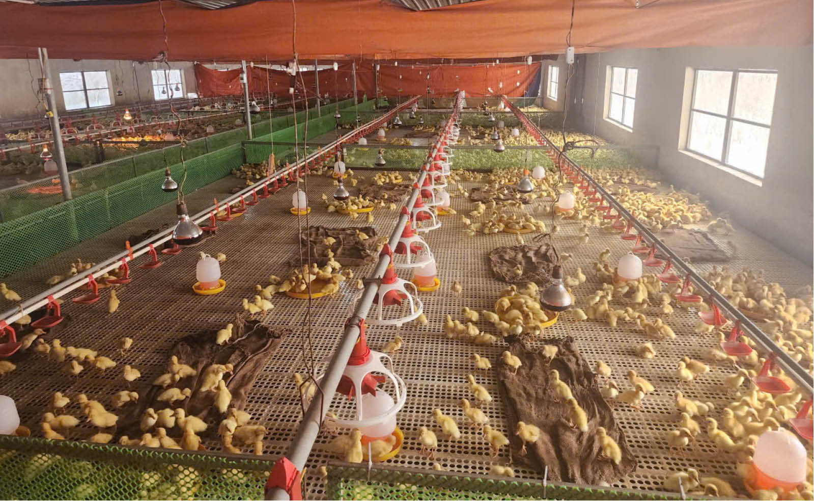 Tạo nền tảng để mở rộng liên kết sản xuất nông nghiệp hữu cơ