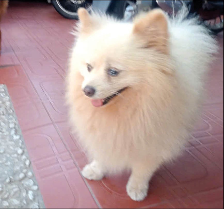 Cần nhiều giải pháp để chấm dứt nạn trộm chó