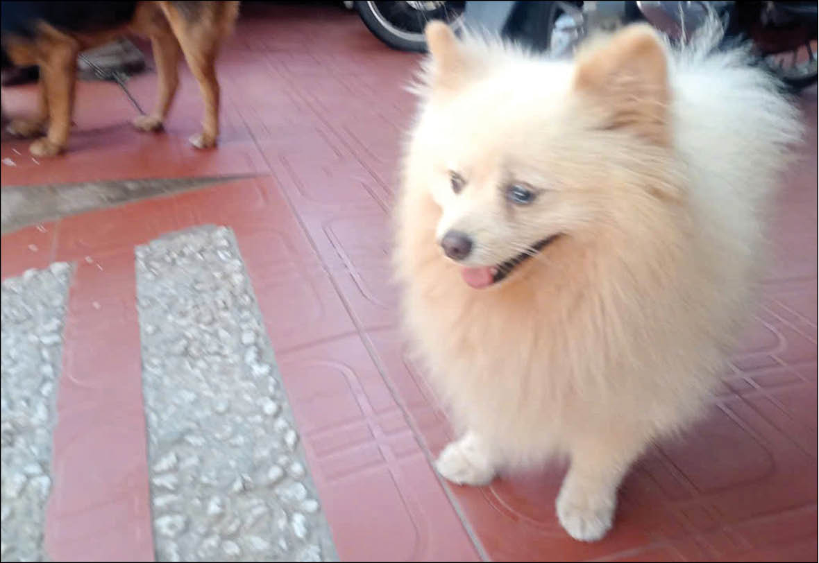 Cần nhiều giải pháp để chấm dứt nạn trộm chó