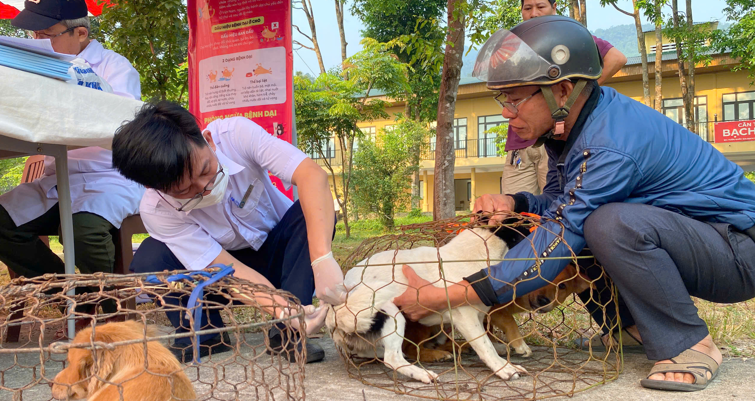 Ra quân tiêm phòng vắc-xin dại miễn phí cho chó, mèo
