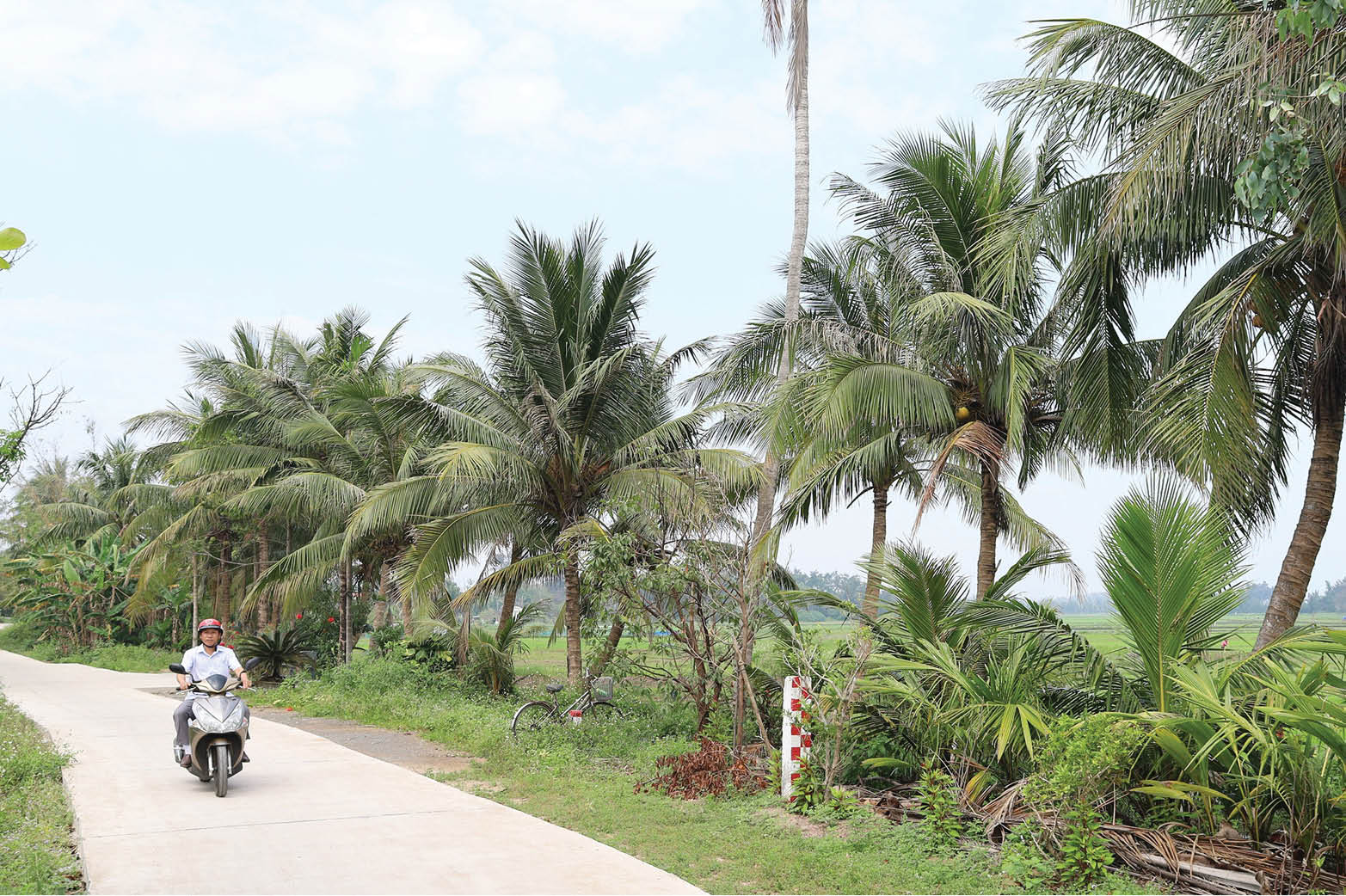 Mong chờ khôi phục làng dừa Mỹ Á