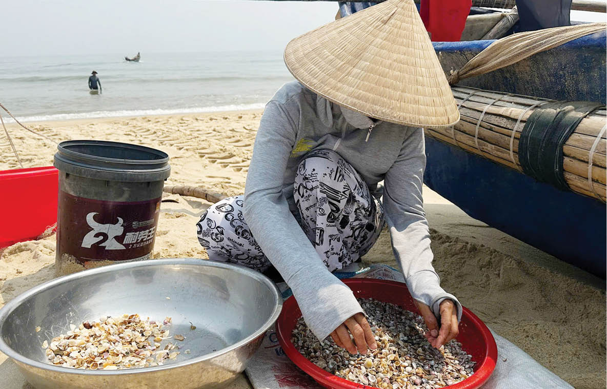 Mùa ốc gạo biển - mùa vui của ngư dân
