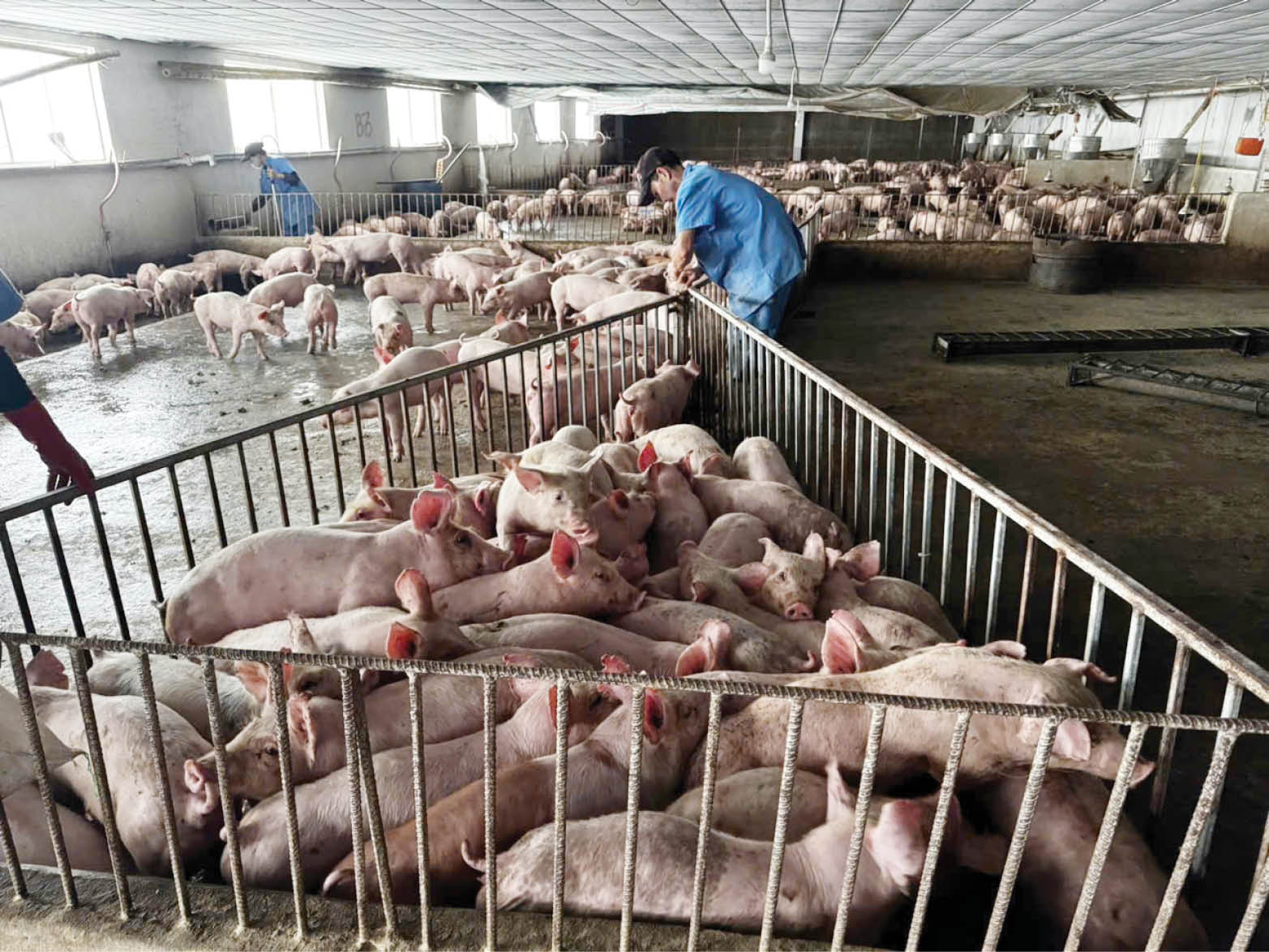 Phòng bệnh cho đàn vật nuôi, đảm bảo cung cấp nguồn thịt sạch