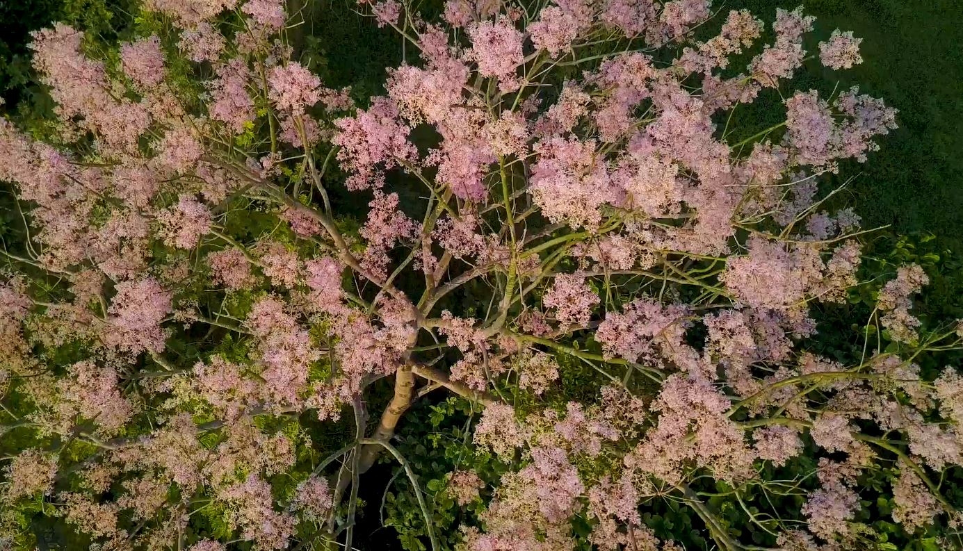 Chuyện ngô đồng xứ Huế