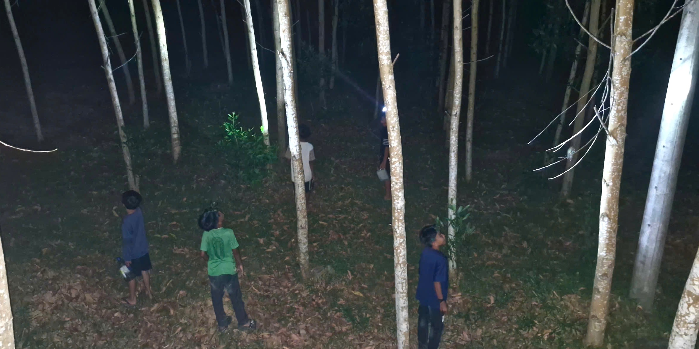 Người dân vùng cao thu tiền tỷ từ “săn” ve sầu