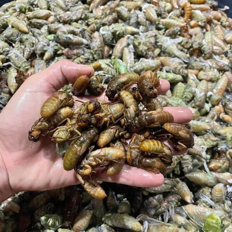 Người dân vùng cao thu tiền tỷ từ “săn” ve sầu