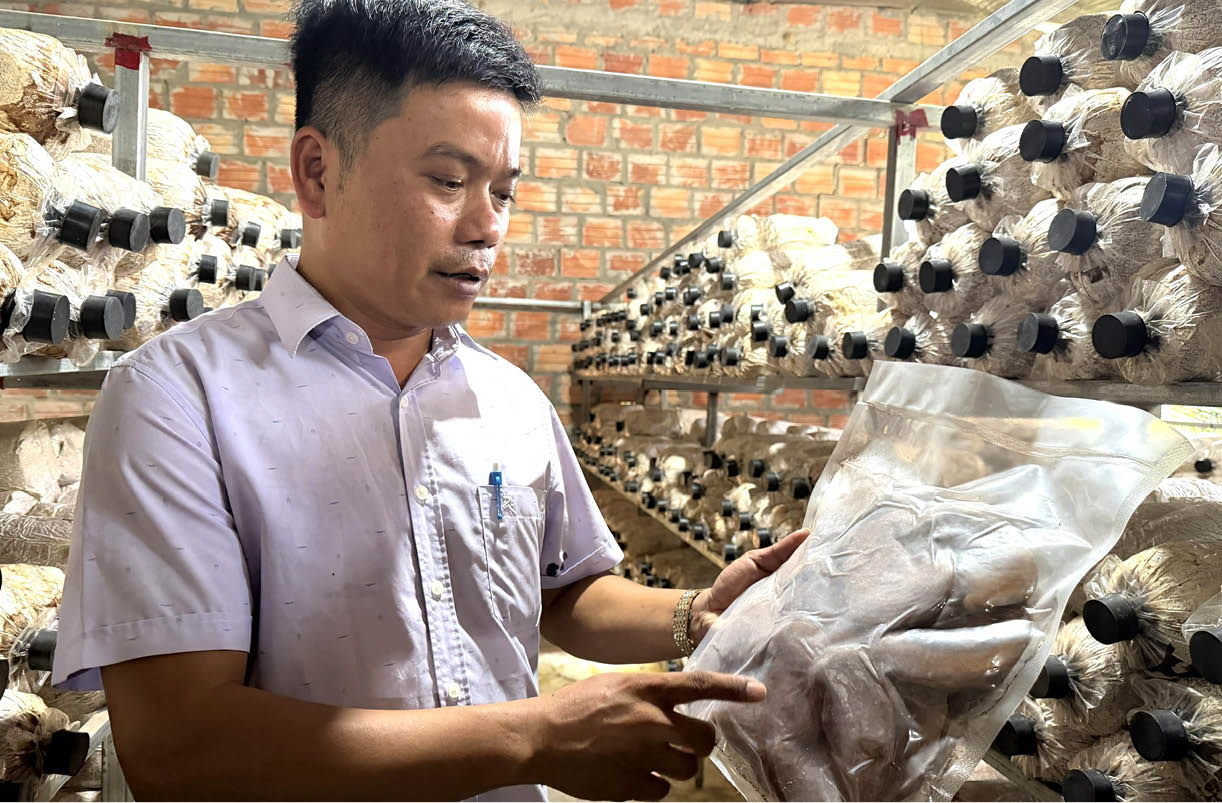 Trồng nấm dược liệu - hướng đi mới cho người dân Nam Đông