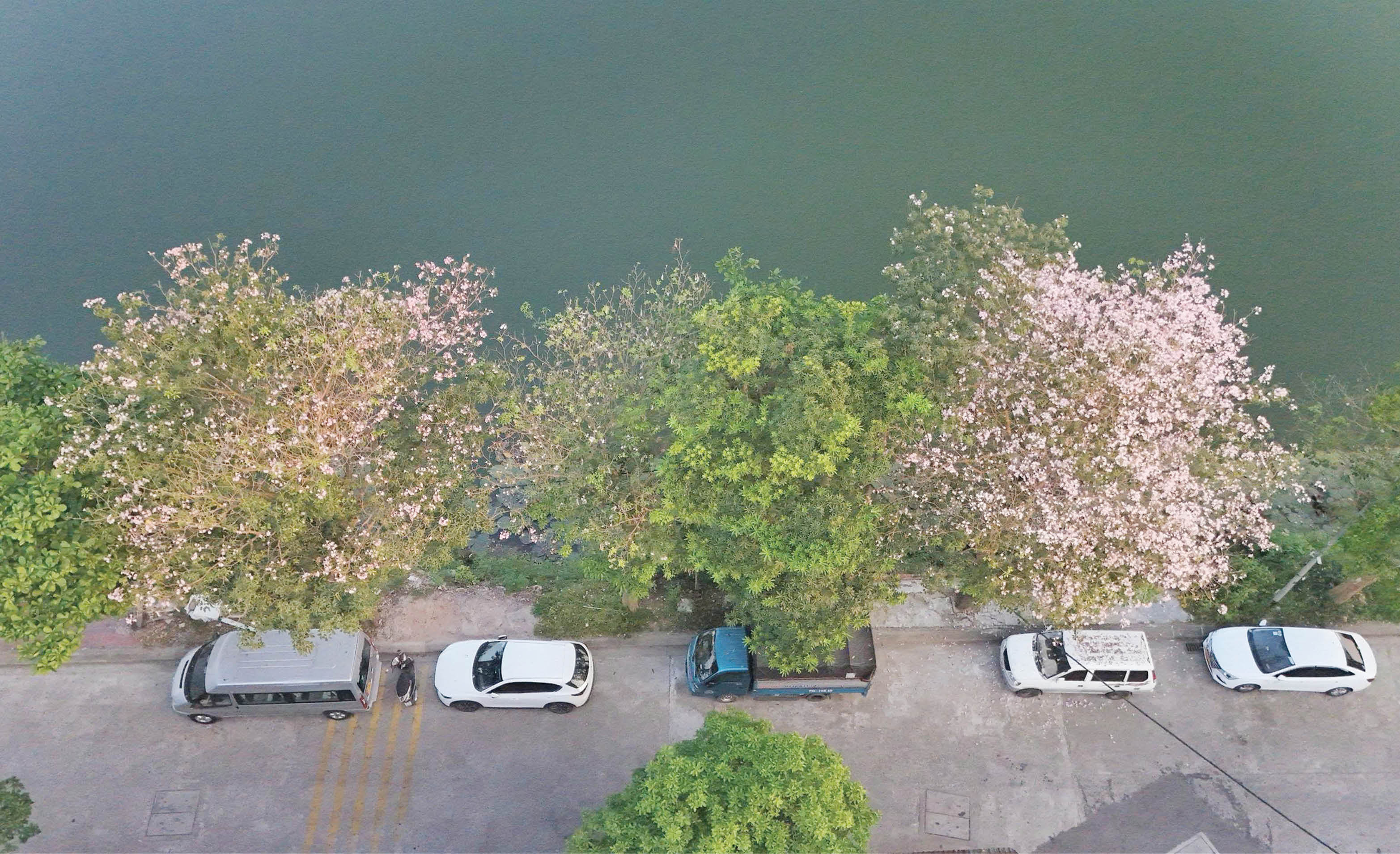 Sắc hồng tô điểm bên sông Ngự Hà