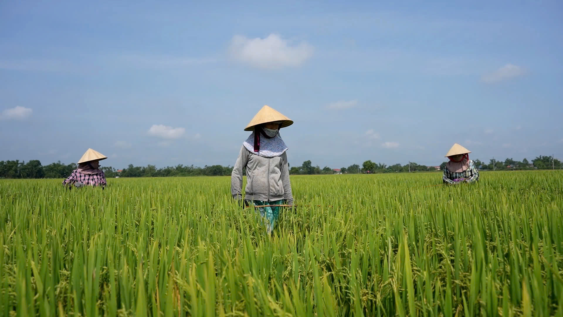Khẳng định vai trò nòng cốt của hợp tác xã trong phát triển nông nghiệp