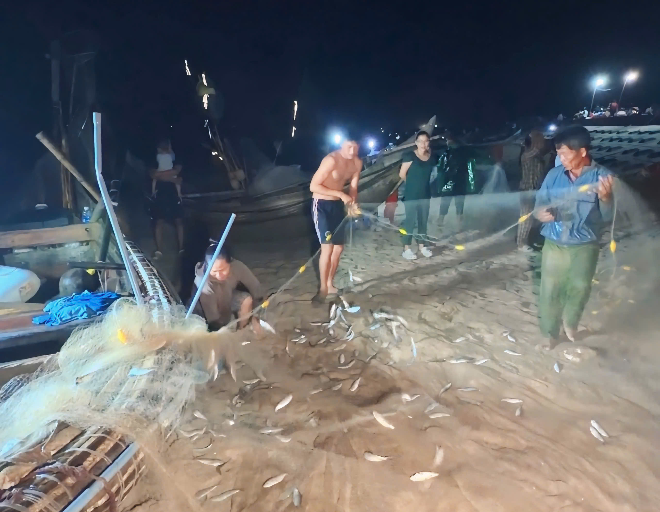 Đón lộc cá trích trong đêm