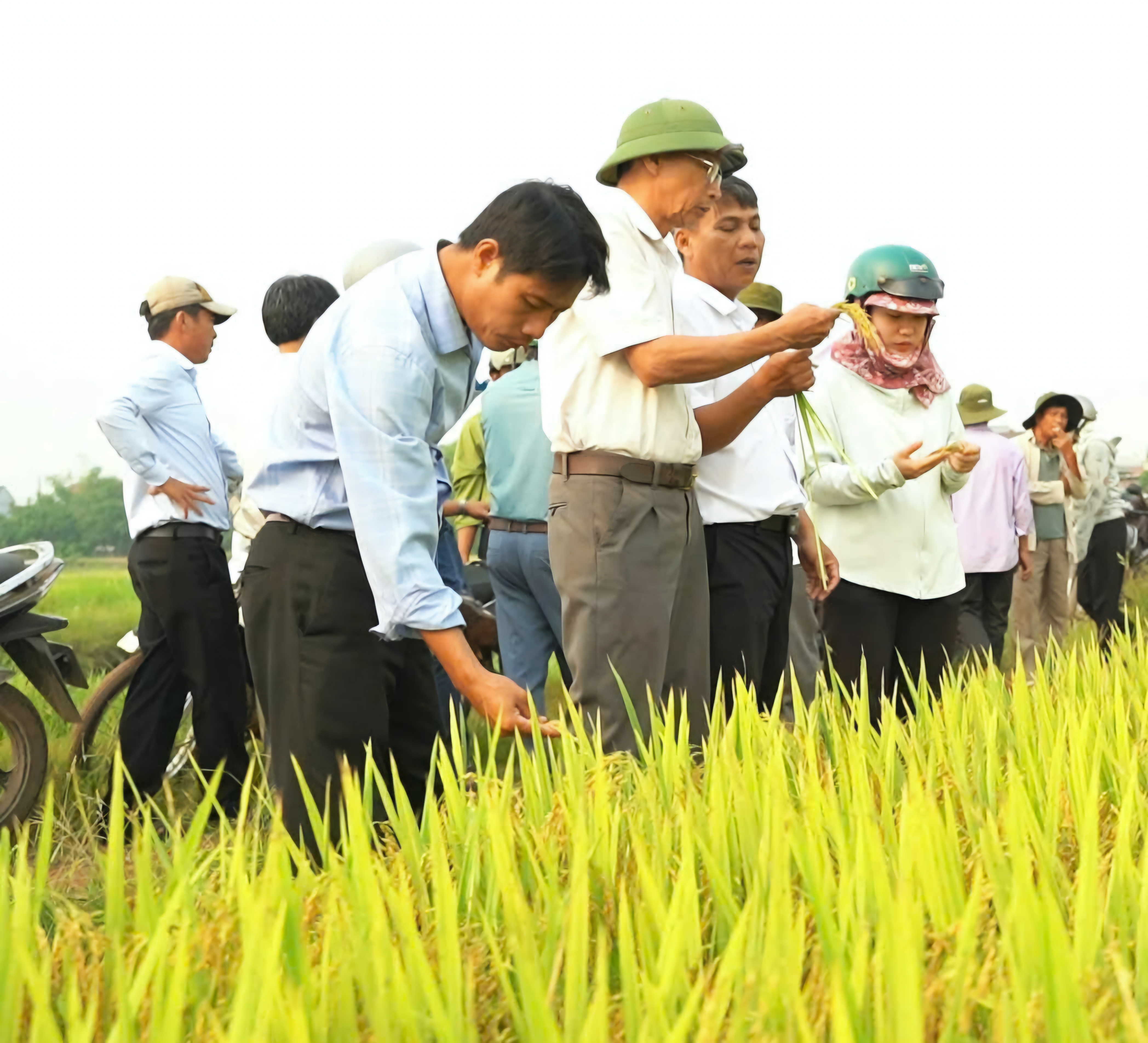 Giống lúa HG244 lãi hơn 1,5 lần so với giống đối chứng