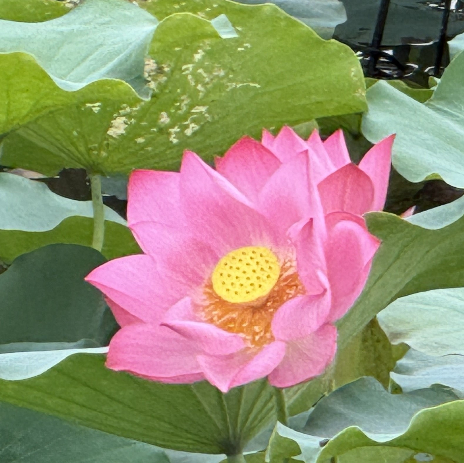 Sen Huế cũng là sản phẩm chữa lành